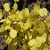 berberis thunbergii cv. aurea